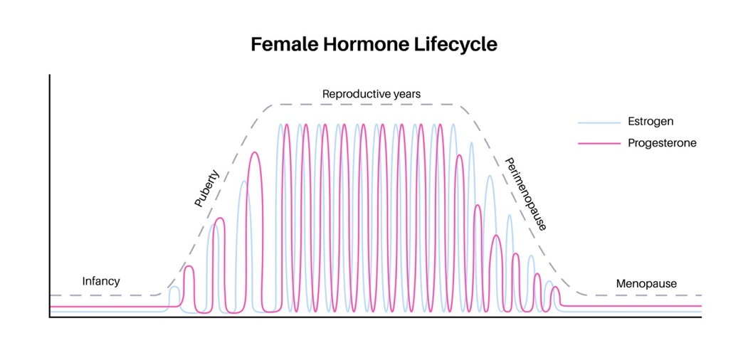 A diagram of a female hormone lifecycle.